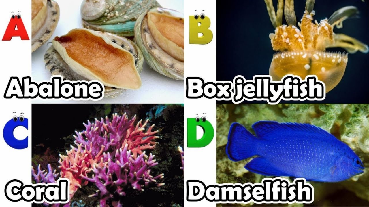 Песенка про алфавит и морских животных | Обучающее видео по алфавиту для детей дошкольного возрас...