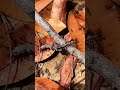 Ants carry gecko time lapse Playa del Carmen Mexico tropical Caribbean jungle insect life #nature