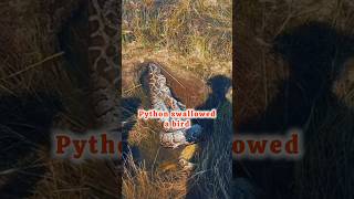 Giant Python Swallowed A Dead Bird
