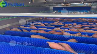 🍠Sweet Potato Dry Brush Cleaning & Grading Machine – No Water, No Bruises screenshot 4
