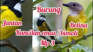 Suara masteran burung kancilan emas /bimoli