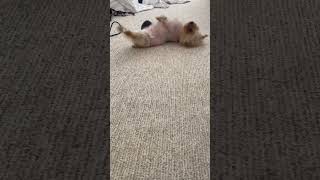 Yorkie Puppy Scratching Its Back On The Carpet Watch Until End