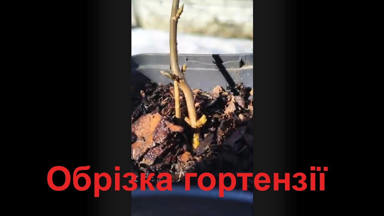 Обрізка деревовидної #гортензії на прикладі р9 горщиках сорт Пінк Анабель #обрізка #вирощування 2026