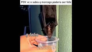 Morcego bebendo água estilosamente 😎 #edit #humor #memes #fyp #animals