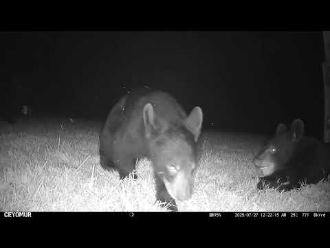 Mama Bear and Two Cubs