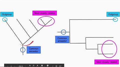 Phylogenetic Tree Notes Video (Page 6)