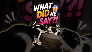 BRO GOT PERSONAL😱😹#cat #cats #catvideos #catshorts #catmemes #funnycats #streetcats