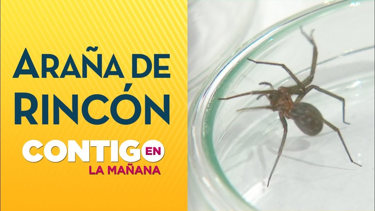Aprende a identificar la araña de rincón - Contigo en La Mañana - YouTube