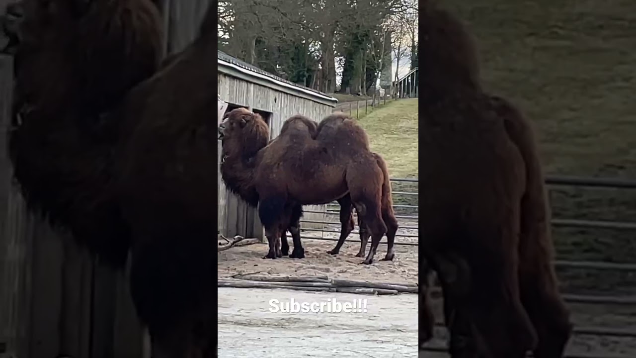 Animals at Flamingo Land 