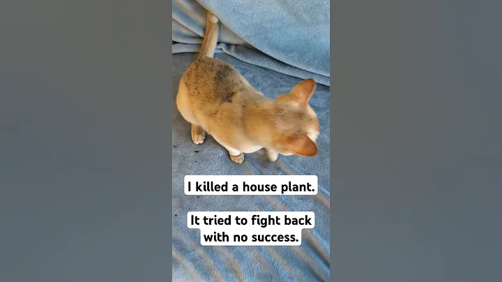 Video 7101091: burmese cat kitten, catlover burmese