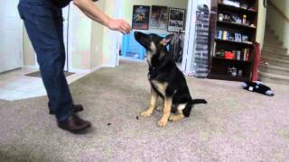 German Shepherd Puppy Training Update 4.25 Mo Old Roll Over Come Sit Down Heel Speak Stay No Place