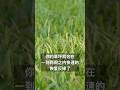 “秋天草坪变绿秘诀？”