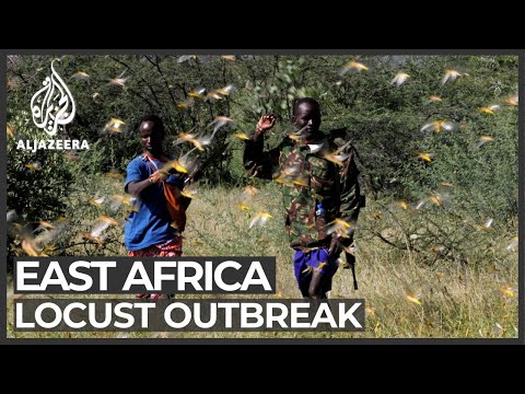 Locust swarms threatens East Africa's crops