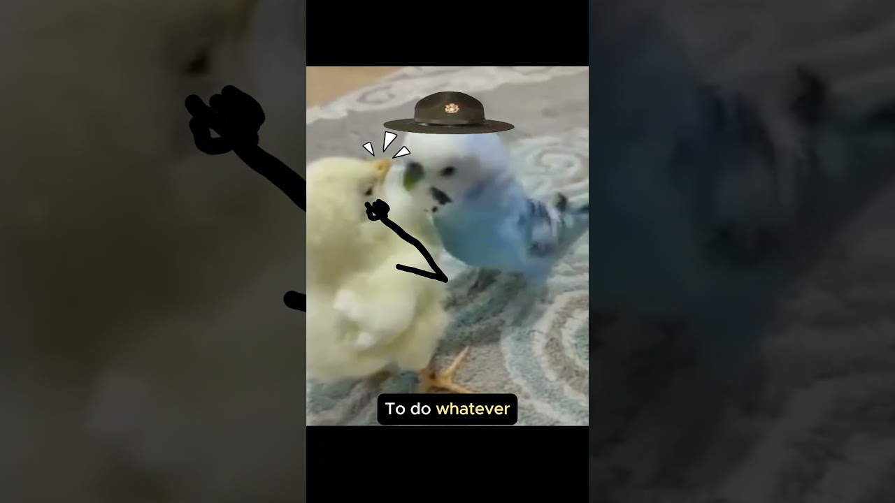 Bird look on the army scene in Forest Gump🦜