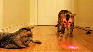 Bengal Cats vs laser pointer! Duke and Daisy's funny moments....
