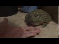 危険！アフウシに手からジャイミルをあげてみたらこうなった African bull frog eats worm from hand!