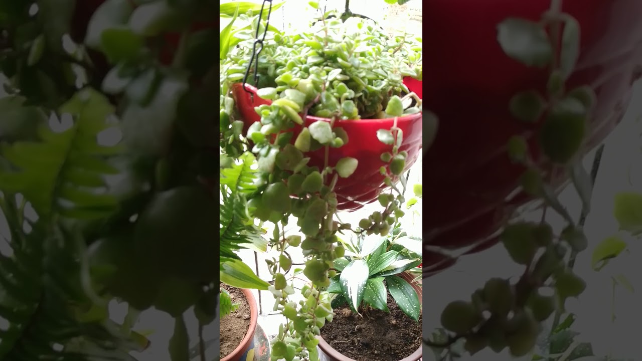 Small balcony makeover indoor plants 🌵with hanging basket 🌿🍃 - YouTube