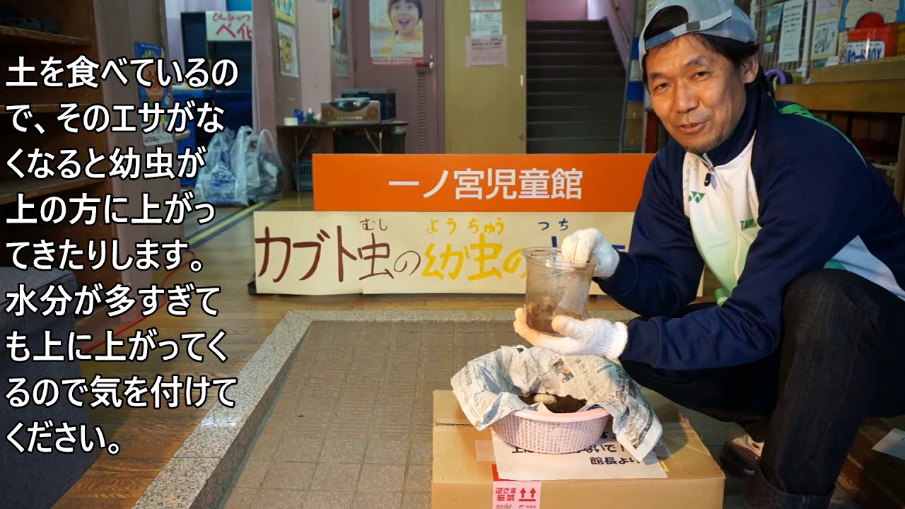 カブトムシの幼虫の土かえてみた 一ノ宮児童館 Youtube