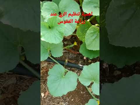 أهمية تنظيم ري الفقوس للحصول على الثمار