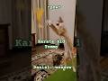 Karate Kid Tommy Impresses Daniel Cat Kittten Catlover Meow Kitty Cutecat