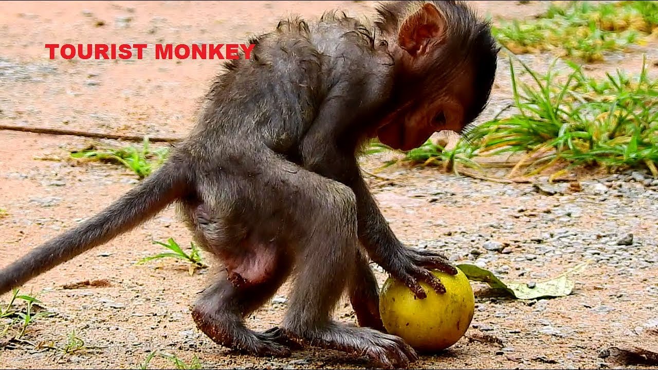 Ever cute baby monkey, Baby Lizza look so cute, Lizza hungry, She want this fruit