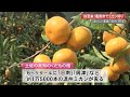 “こりゃ甘い！”おいしい果実の見分け方は？秋到来！香南市でミカン狩り【高知】 (21/10/20 19:20)