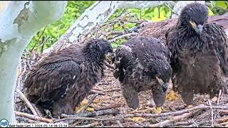 USS Bald Eagle Cam 1 on 5-14-26 @ 08:15 Irvin comes in with a fish and feeds all 3 eaglets