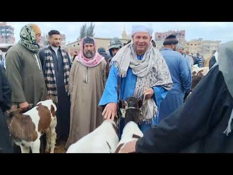 أسعار العجول البقرى القنيه سوق سيدي سالم ٢٠٢٦ ١ ٣