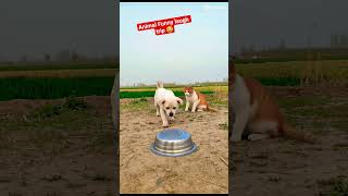 Animal Funny laugh trip 😂