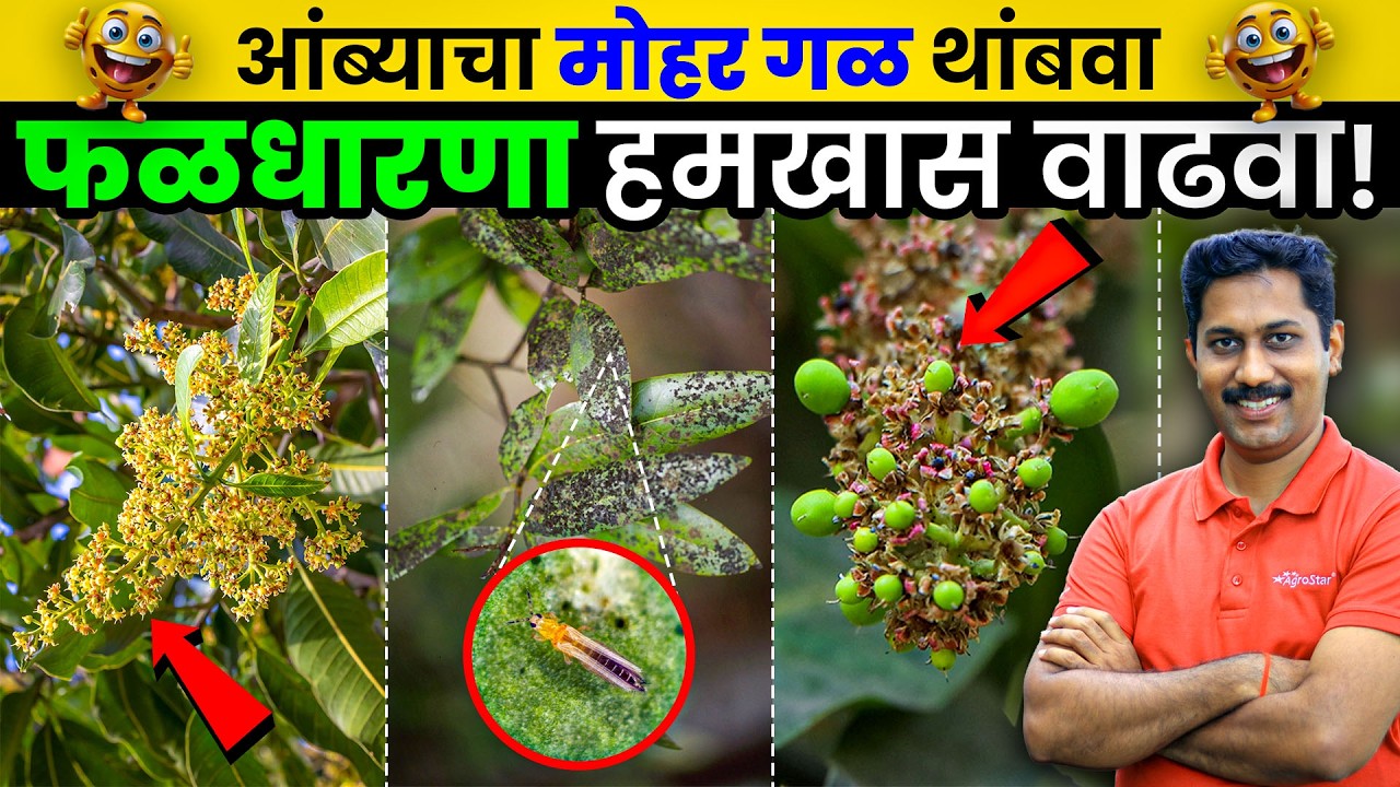 Amba Mohor Sanrakshan । आंबा मोहर पाणी व्यवस्थापन । Mango flowering protection | AgroStar