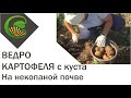 Ведро картофеля с куста на некопаной почве