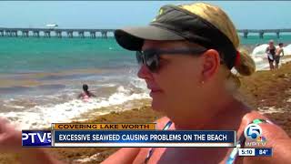 Excessive seaweed causing problems on the beach Net Worth