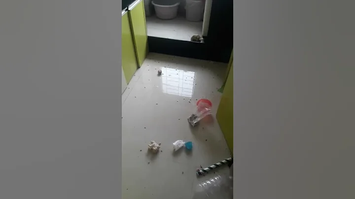 urban company PEST control service