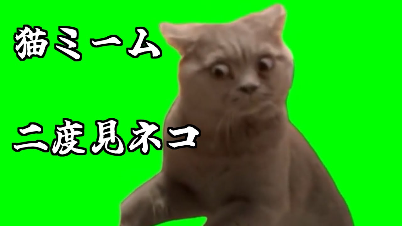 【猫ミーム】びっくりして二度見するネコ #猫ミーム #memes #catmemes - YouTube