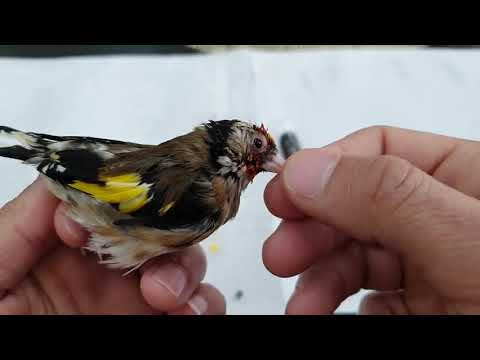 علاج مرض الكبد والعرق الأزرق بهذا الدواء فقط جد فعال ومجرب شخصيا