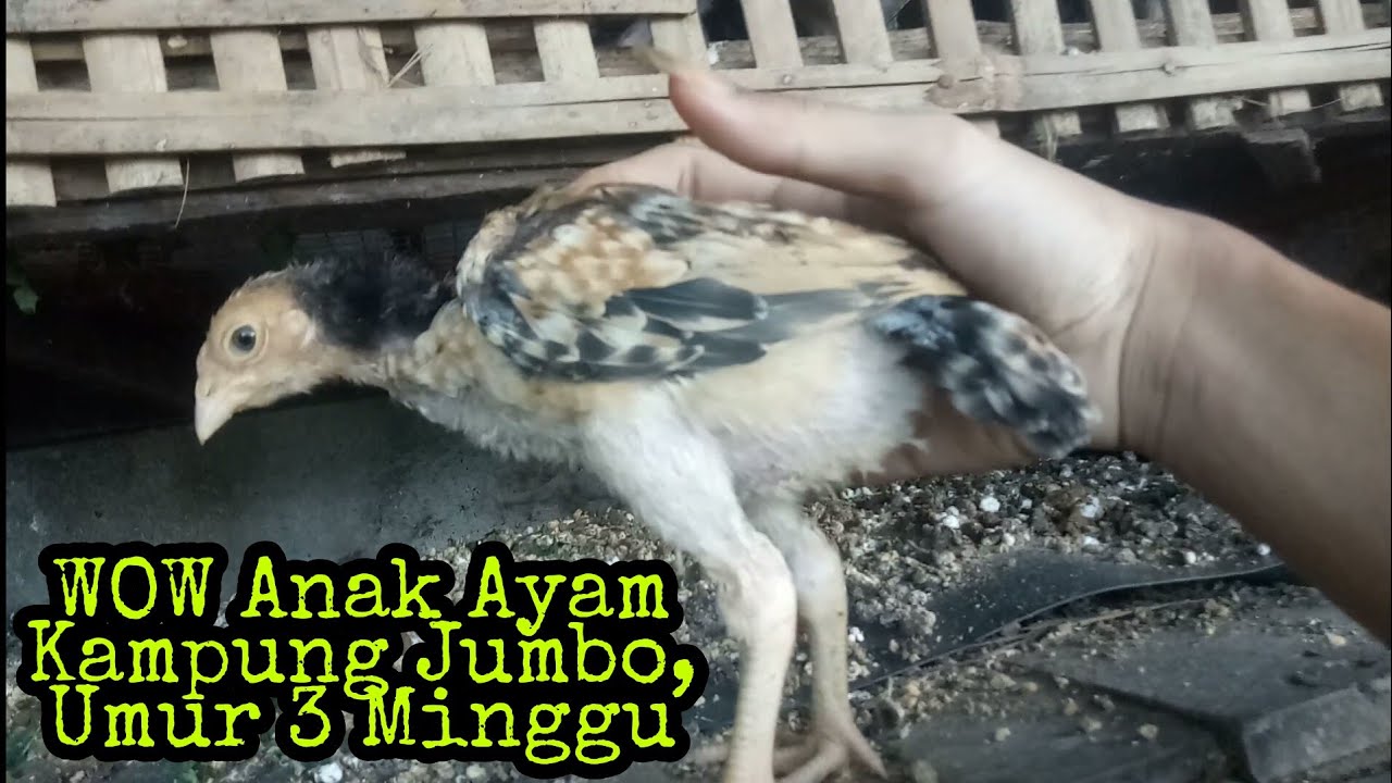 Anak Ayam Kampung Jumbo Umur 3 Minggu 