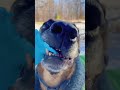 Funny dogs #dog #animals #funnyanimals #pets #funny