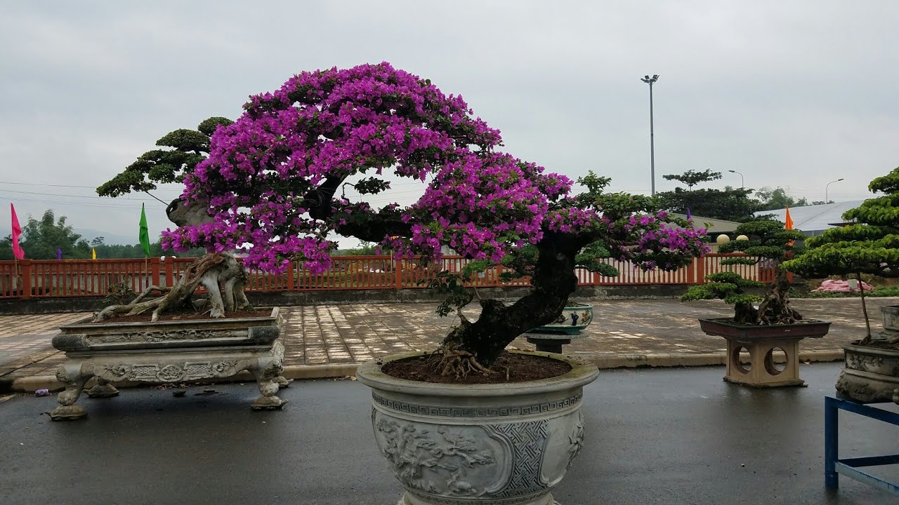 SH.1988.Cây Hoa giấy đẹp quá trời luôn mà không biết chủ nhân là ...