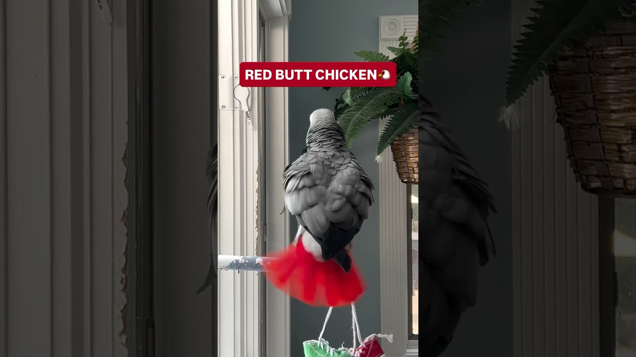Red Butt Chicken🐔💕🦜Please Subscribe💋 