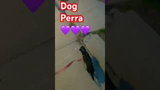 Dog Perra 💜💜💜 #lifeisbutadream #tbigloria #ihavethisthingwithplants #dogshorts