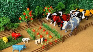 Wadidau...!!! Proses Potong sapi Qurban IdulAdha | Oleng Tejo #sapi