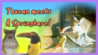 Pet Toucan Meets Springhare For The First Time