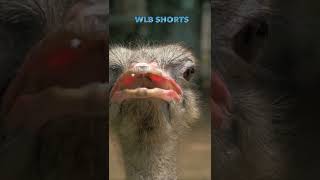 Most Dangerous Birds - Ostrich! #shorts