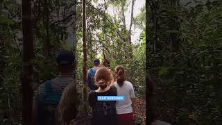 Orangutan Kalimantan Tanjung Puting National Park