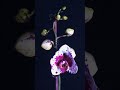Purple rain#flowers #orchid #beautiful #орхідеї #фаленопсис #квіти #timelapse #метелик