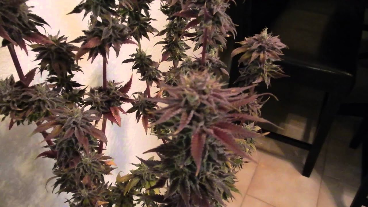 Mtg seeds space monster