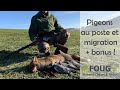 Chasse palombes au poste et migration  2 renards 