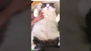 Zorla Spor Yaptırılan Tombul Kedi