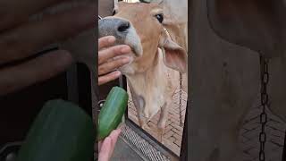 #dekho ghr pe kse aai gau mata#radhe radhe #cowlover