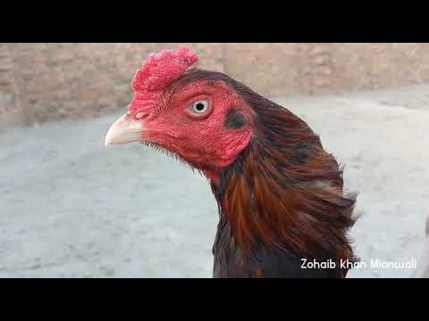 Lakha Pure Mianwali  Rooster | Mianwali aseel murgy by Zohaib khan Mianwali